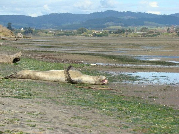Leopard Seal on Waimapu Estuary Tauranga